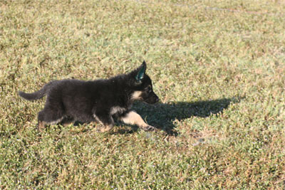 Pheonix vom GerdesHaus - GSD Female - German Shepherd